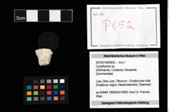 Foto (Objekt + Etikett) von Cyclothyreus sp.  (NHMW-GEO-2014-0194-0652)